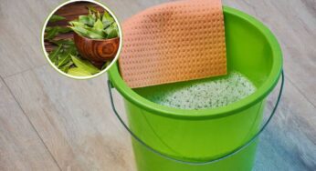 Foglia di alloro in un secchio d’acqua: il trucco diventato virale, che cambierà il modo di fare in casa