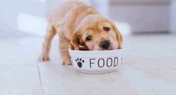 L’avvertimento dei veterinari: né in giardino né in cucina, c’è solo un posto ideale per dare da mangiare al cane