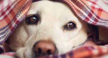 Allerta dei veterinari: questo farmaco comune può essere letale per il tuo cane
