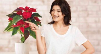 Stella di Natale, come prendersene cura per evitare afidi e muffa: così durerà a lungo