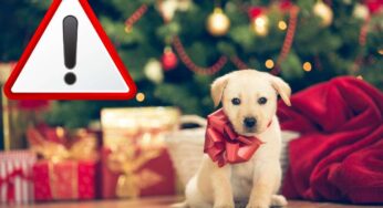 Come proteggere i cuccioli a 4 zampe dai botti di fine anno: le precauzioni da adottare per non correre rischi