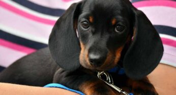 Botti di Capodanno: ecco come tranquillizzare il tuo cane
