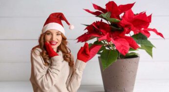 Stella di Natale, come prendersene cura per farla durare anche dopo le feste: sarà sempre rigogliosa se fai così