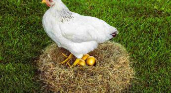 Queste galline fanno le uova d’oro: e no, non vengono utilizzati coloranti