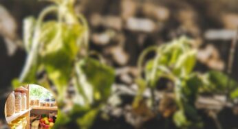 Ho appena scoperto come ravvivare le piante appassite con un ingrediente da cucina: geniale!