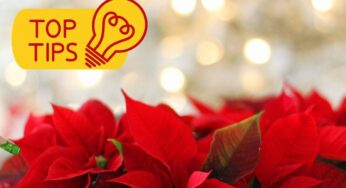 Ogni anno la mia stella di Natale non superava le feste: con questo metodo dura fino all’anno dopo