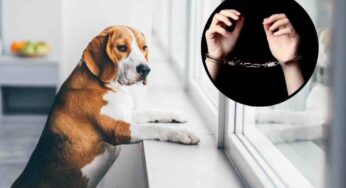 Animali soli in casa, la legge parla chiaro: un anno di reclusione e fino a 10.000 euro di multa