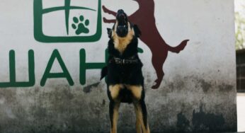 Il tuo cane abbaia troppo? Scopri i segreti per calmarlo e trasformare la tua casa in un’oasi di pace!