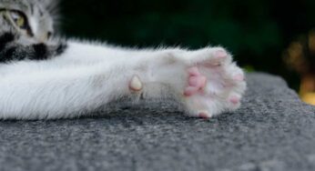Il tuo gatto graffia i mobili? Scopri i 3 trucchi che nessuno ti ha mai detto per salvare casa tua