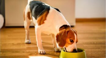 Non dare mai questo tipo di carne al tuo cane: così lo stai avvelenando