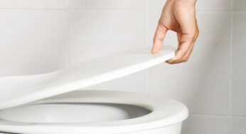 Si annidano negli scarichi di casa e possono uscire dal wc: è allerta in Italia