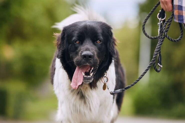 Padrone con cane guinzaglio