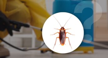 Avevo la cucina piena di scarafaggi e non me ne ero accorto: ecco dove si nascondevano